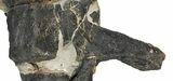 Sandstone Block With Three Articulated Diplodocus Vertebrae #113345-6